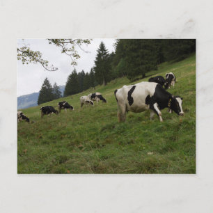 Postal vacas suizas