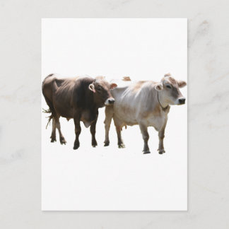 Postal Vacas suizas marrones