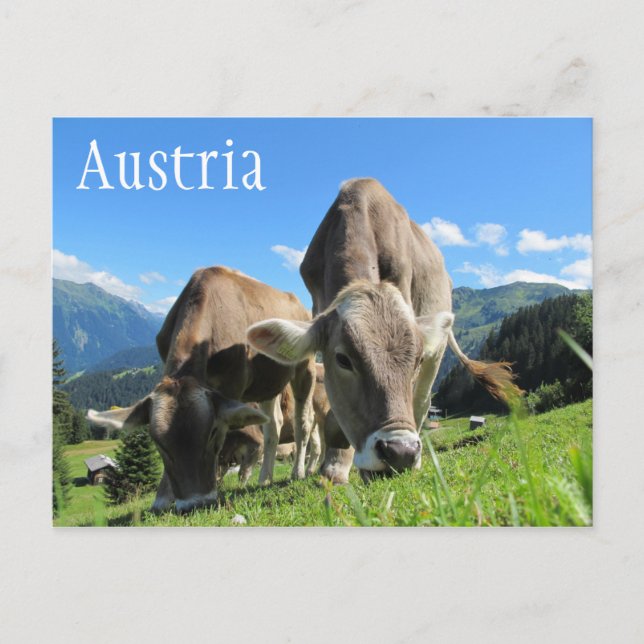 Postal Vacas tirolesas, alpes austríacos (Anverso)