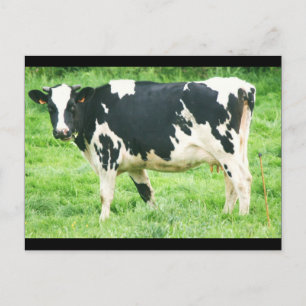 Postal vacas y gatos de quermoisán 012