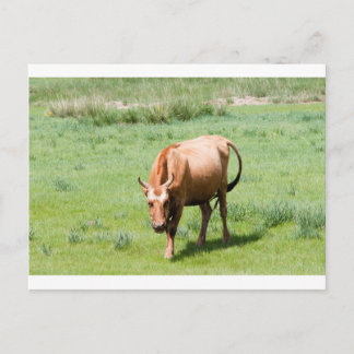 Postal vacas y toros