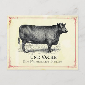 Postal Vache Cow