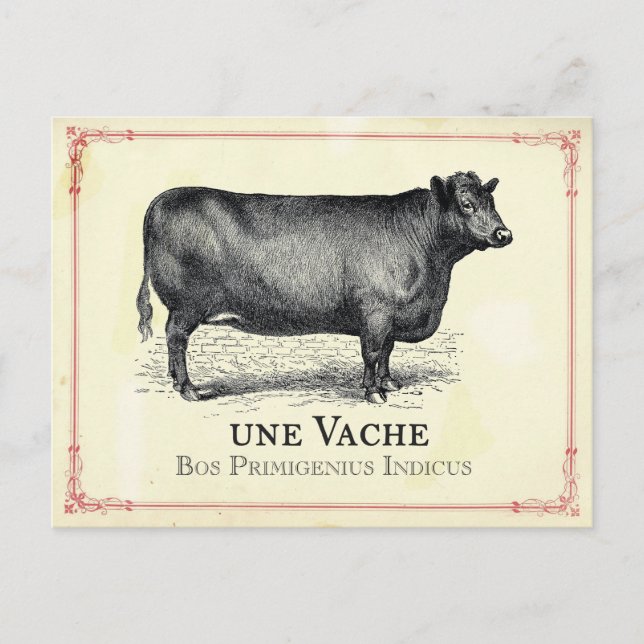 Postal Vache Cow (Anverso)