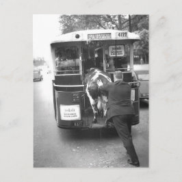 Postal Vache dans le tramway