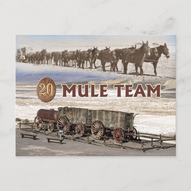 Postal Vagones del equipo de 20 mulas, Death Valley, Cali (Anverso)