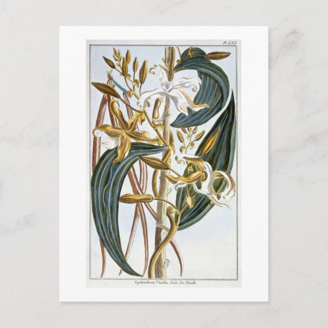 Postal Vainas de vainilla, placa 65, de 'Collection Preci (Anverso)