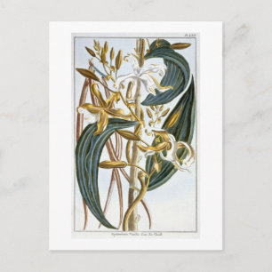 Postal Vainas de vainilla, placa 65, de 'Collection Preci