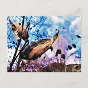 Postal Vainas y semillas de algodoncillo artísticas y col