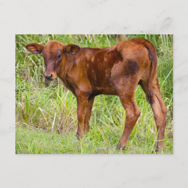 Postal Vale de la Unión (Anverso)