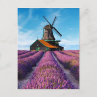 Valensole Lavender Fields Provence Francia