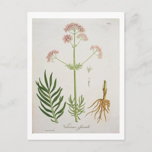 Postal Valerian de 'Phytographie Medicale' de Joseph Ro (Anverso)