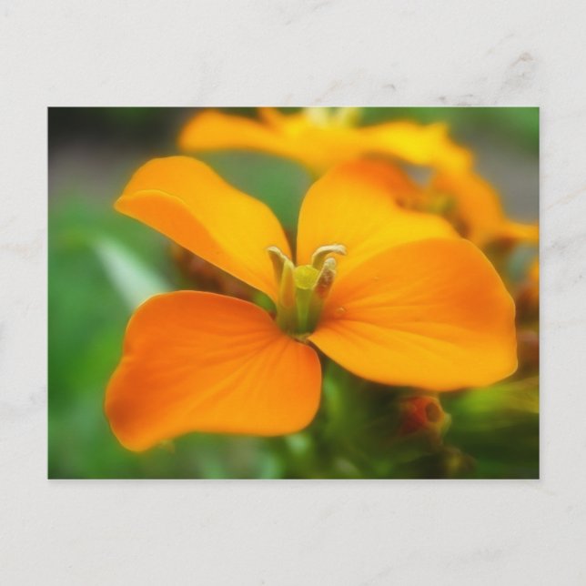 Postal Valflor siberiano - Cheiranthus allionii (Anverso)
