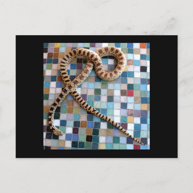 Postal Valle de las maravillas de la serpiente de Gopher (Anverso)