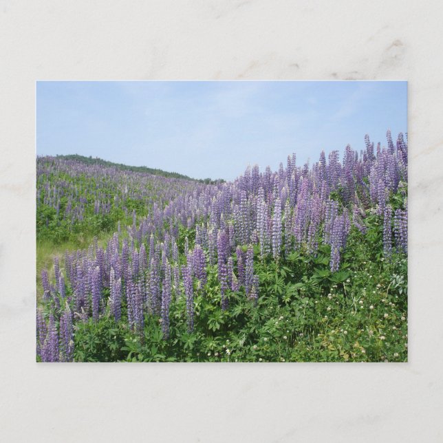 Postal Valle de Lupine (Anverso)