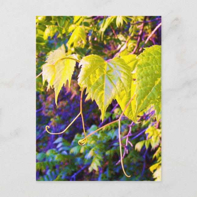 Postal Valle de Napa (Anverso)