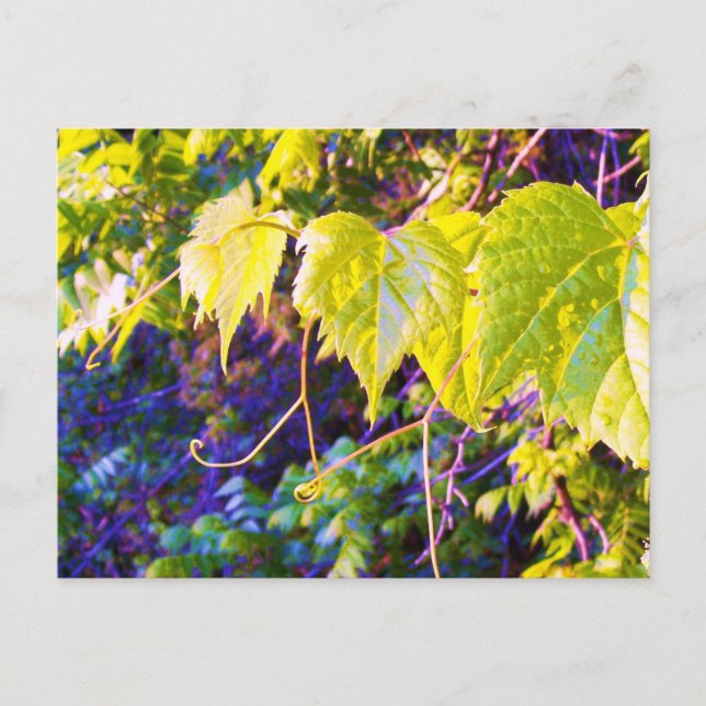 Postal Valle de Napa (Anverso)