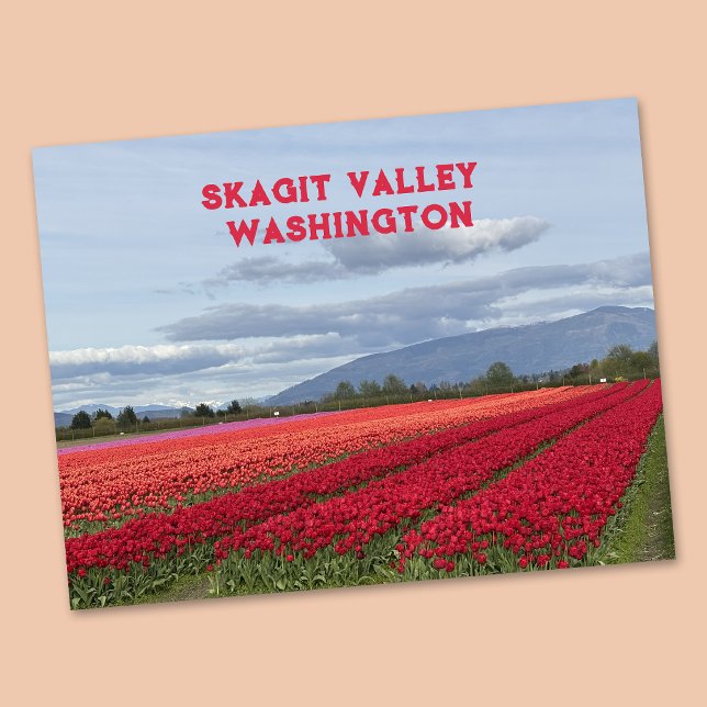 Postal Valle de Skagit Tulipán del Estado de Washington (Subido por el creador)