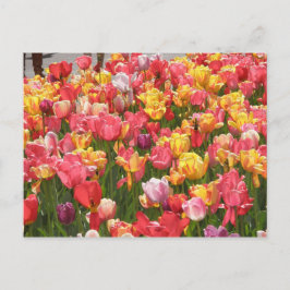 Postal Valle de Tulips