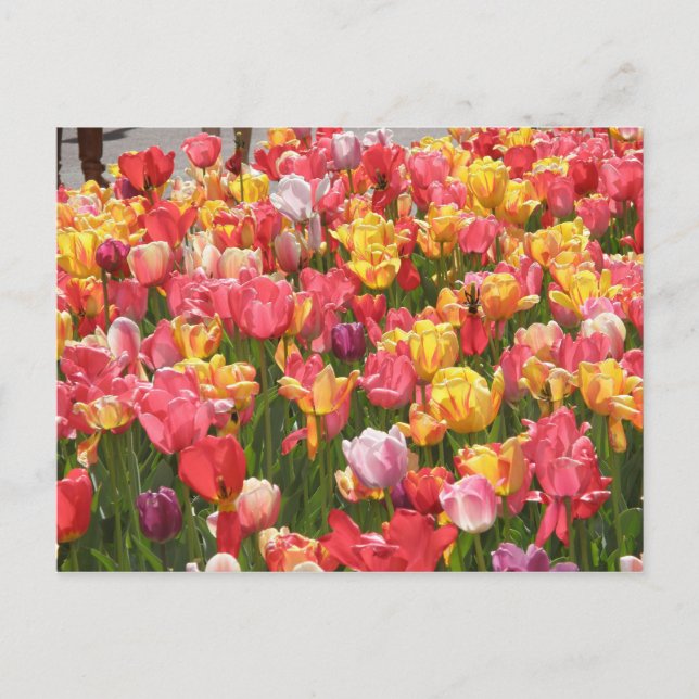 Postal Valle de Tulips (Anverso)