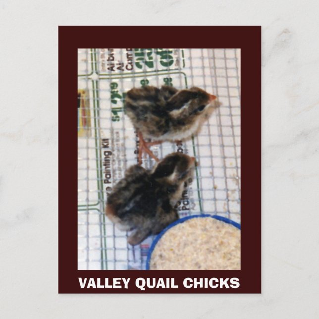 POSTAL VALLEY QUAIL CHICKS (Anverso)