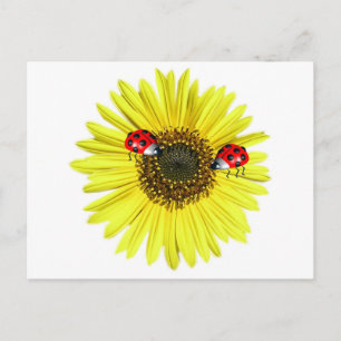 Postal Valxart Happy Lady Bugs sobre el girasol amarillo