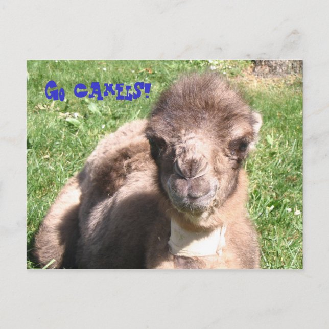 Postal ¡Vamos Camels! (Anverso)