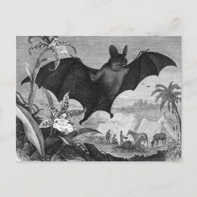 Postal Vampire Bat (Anverso)