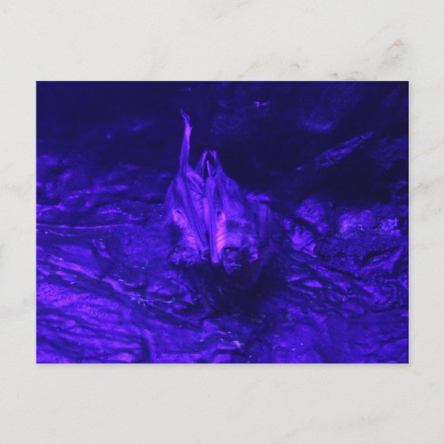 Postal Vampire Bat (Anverso)