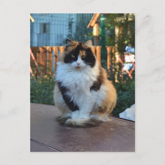 Postal Van turco (Anverso)