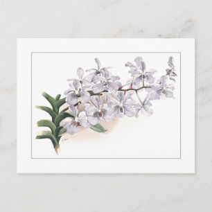 Postal Vanda coerulea