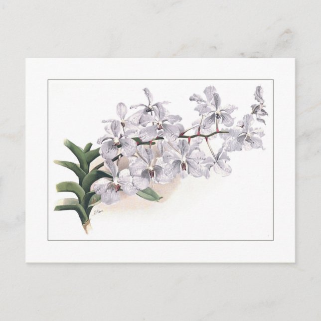 Postal Vanda coerulea (Anverso)