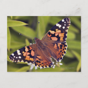 Postal vanessa cardui - Europa, Alemania, Baviera,