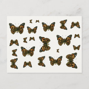 Postal Vanessa Cardui - La Mariposa de la Señora Pintada