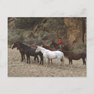 Postal Vaquero con rebaño