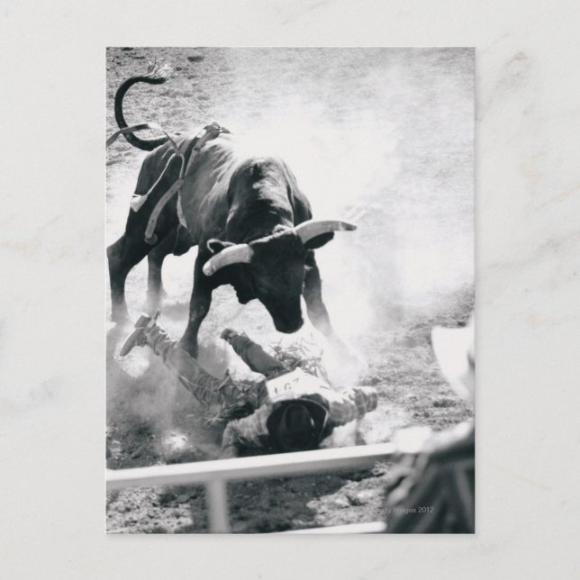 Postal Vaquero en el suelo después de caerse del toro (Anverso)