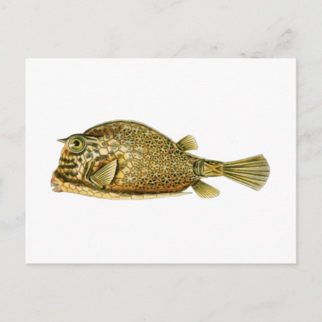 Postal Vaquero gateado (Anverso)