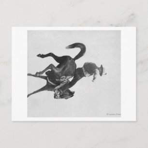 Postal Vaquero Ned Coy montando un potro bronco llamado