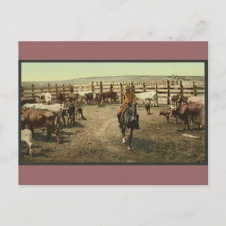 Postal Vaqueros y vacas