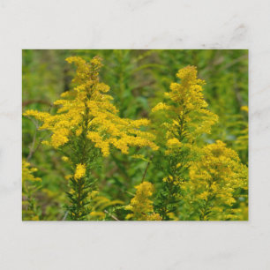 Postal Vara de Oro de Kentucky