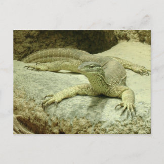 Postal Varanus gouldii