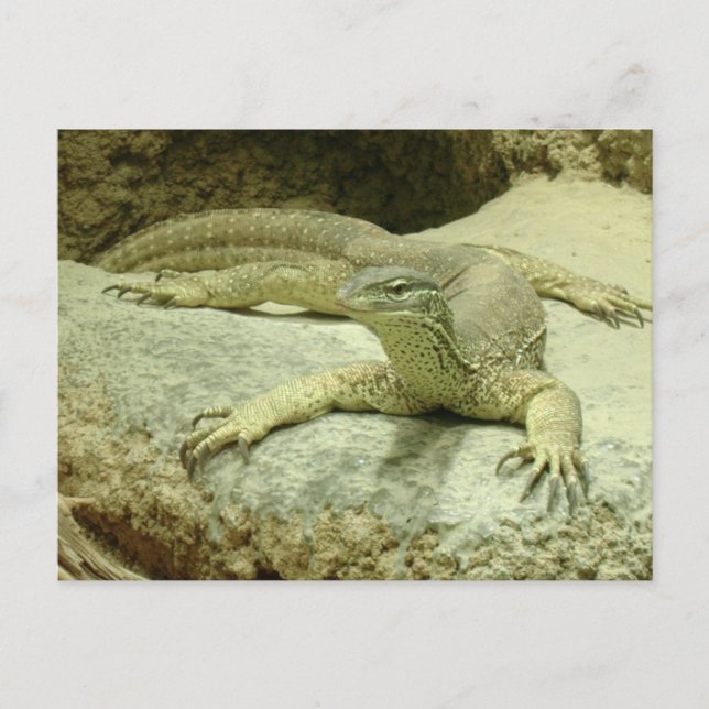 Postal Varanus gouldii (Anverso)