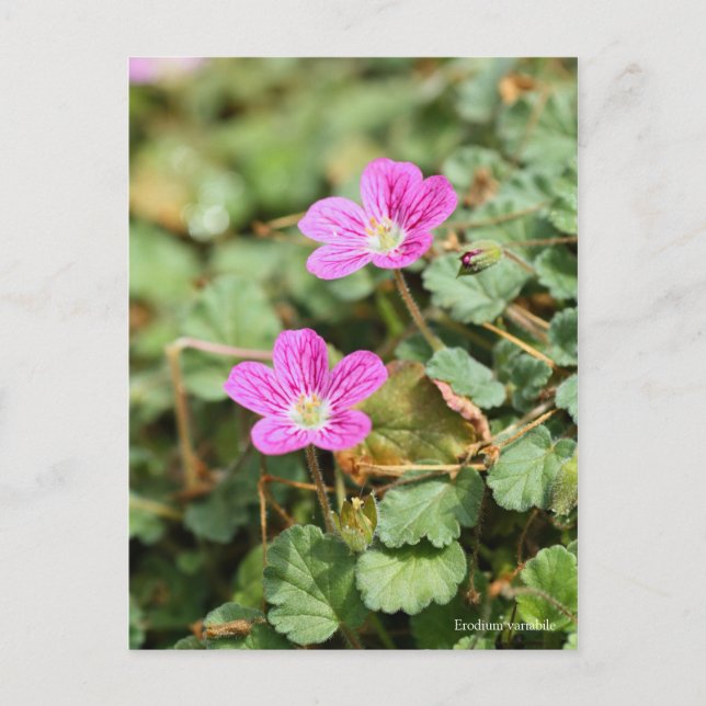 Postal Variabile de erodium ポ カ ド (Anverso)