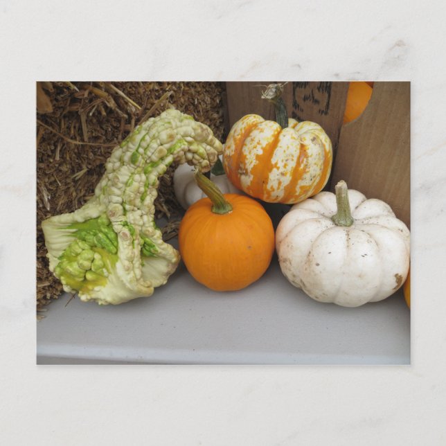 Postal Variación de Gourd (Anverso)