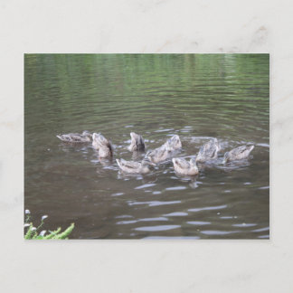 Postal varias escenas de alaska