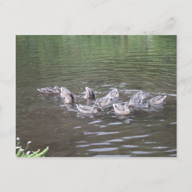 Postal varias escenas de alaska (Anverso)