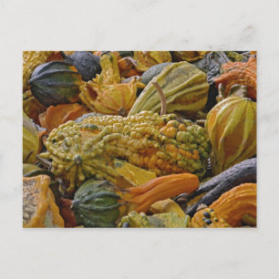 Postal Variedad de calabaza