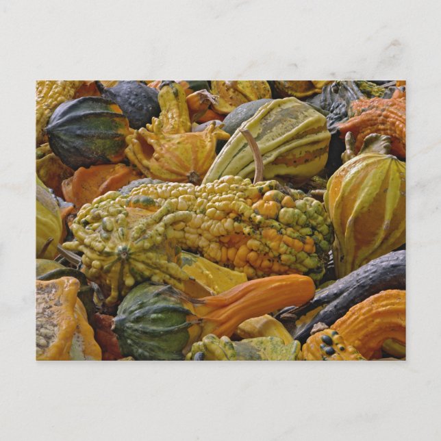 Postal Variedad de calabaza (Anverso)