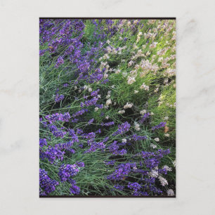 Postal Variedad de Lavender