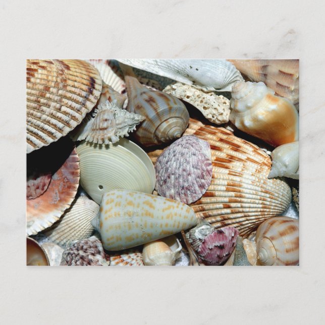Postal Variedad de Seashells en la foto de playa (Anverso)