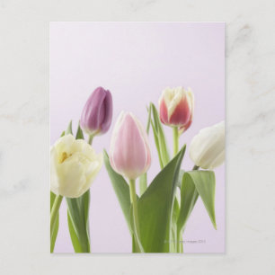 Postal Variedad de tulipanes
